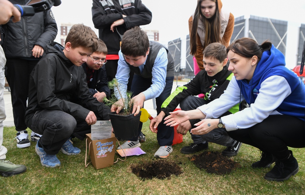 На территории парка «Россия – Моя история» в Твери школьники посадили крымскую сосну