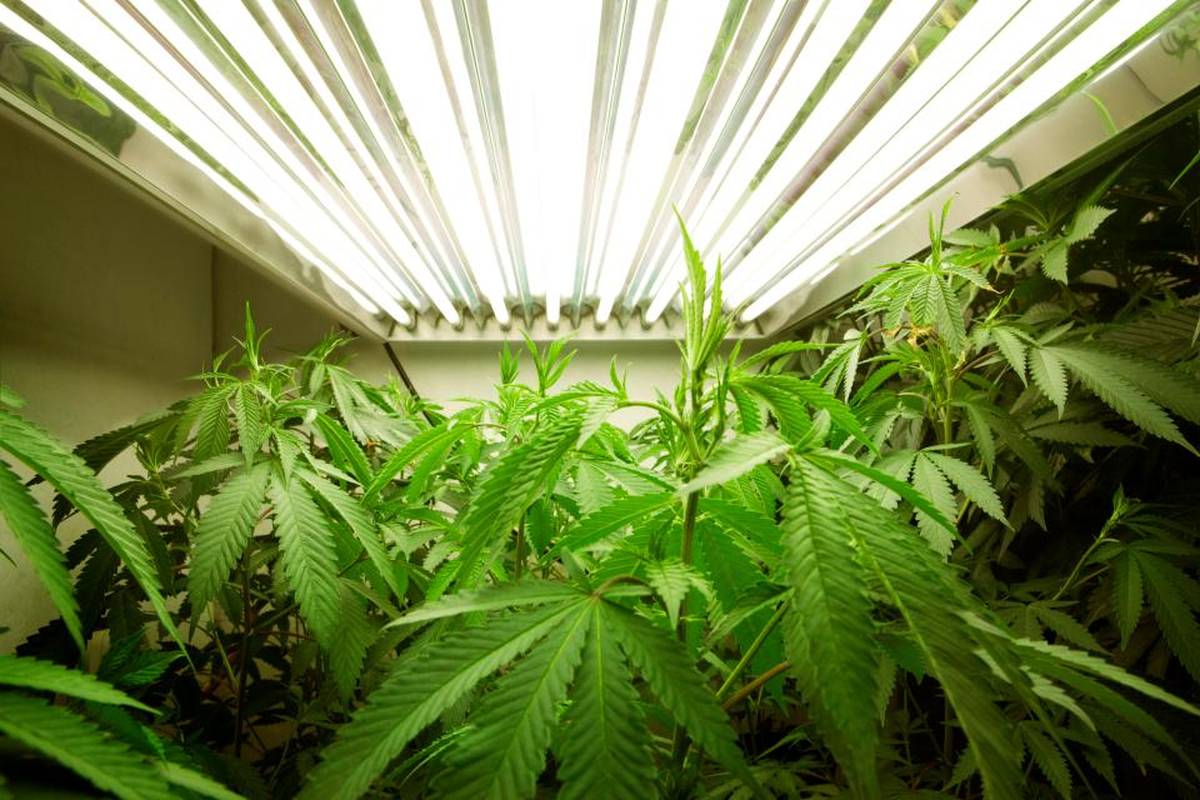 Как выращивать марихуану коноплю селекционная конопля