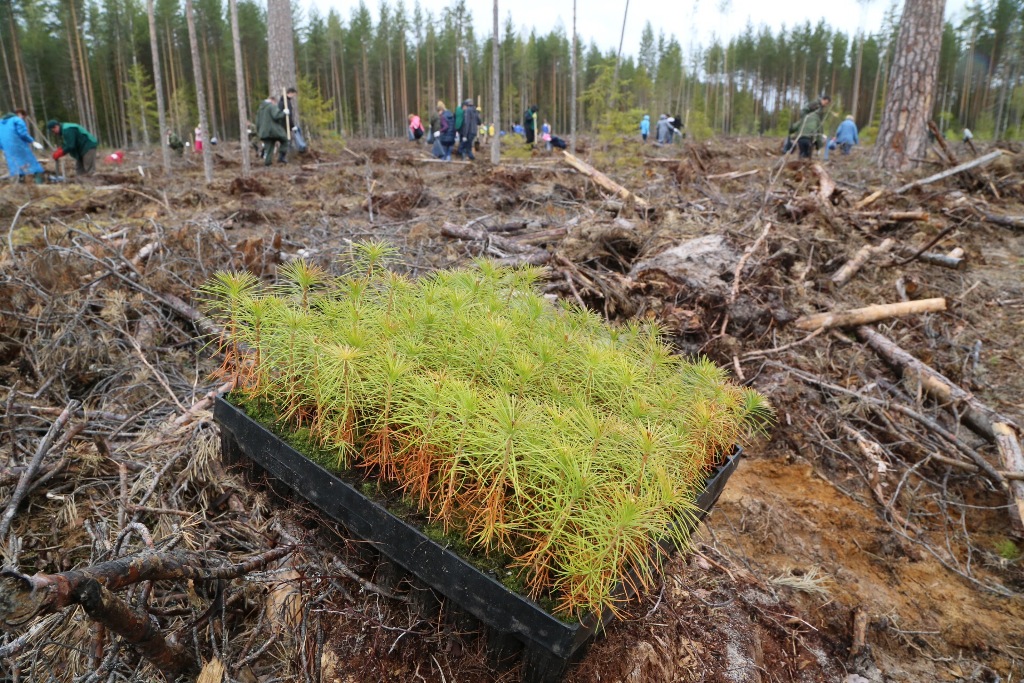 В Тверской области планируется еще лучше беречь леса от пожаров