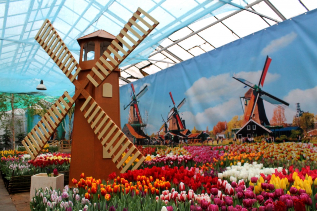 В Твери на весенней выставке представят 100 тысяч тюльпанов