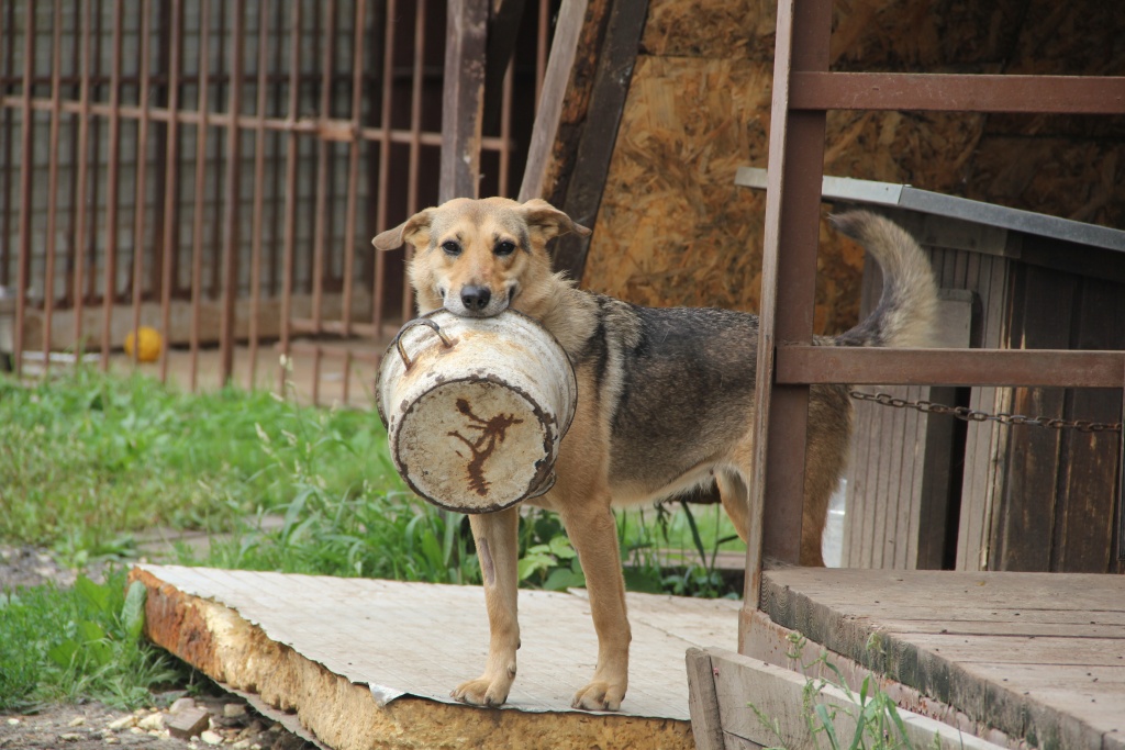 В Твери депутат и волонтеры подарили 40 кг корма приюту «Love animals» 