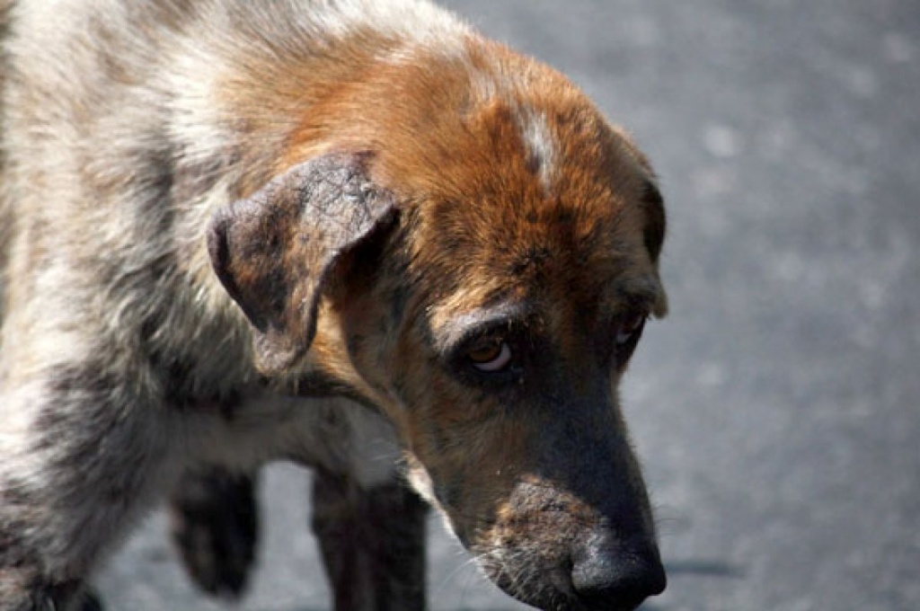 В Тверской области нашли бешенную домашнюю собаку