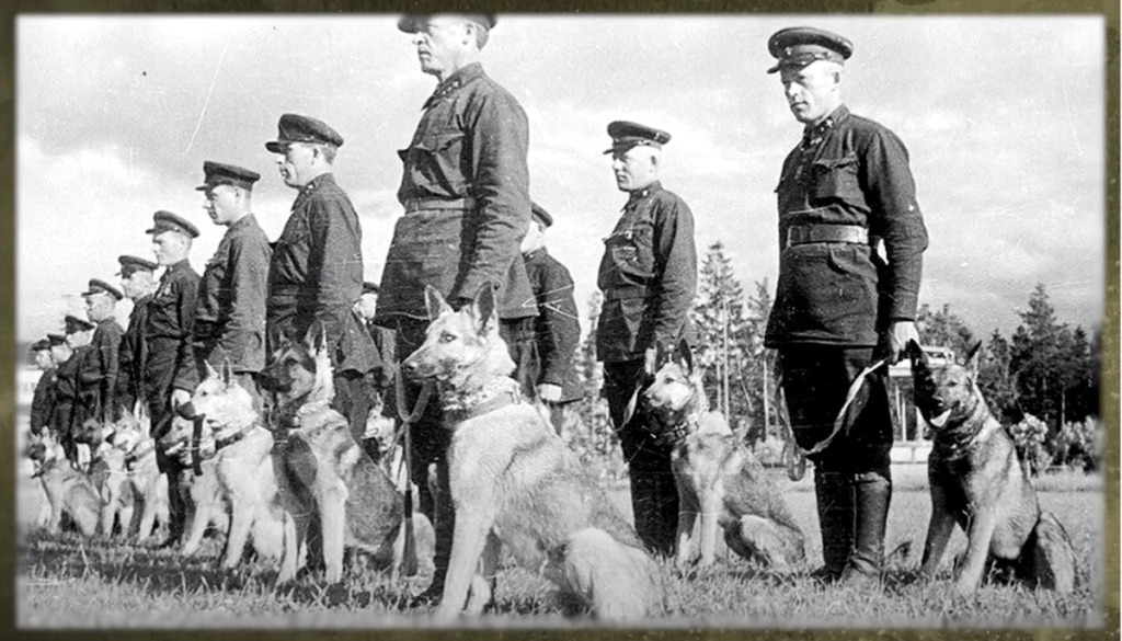 Тверитяне могут узнать про собак-героев на экскурсии от Музея Победы