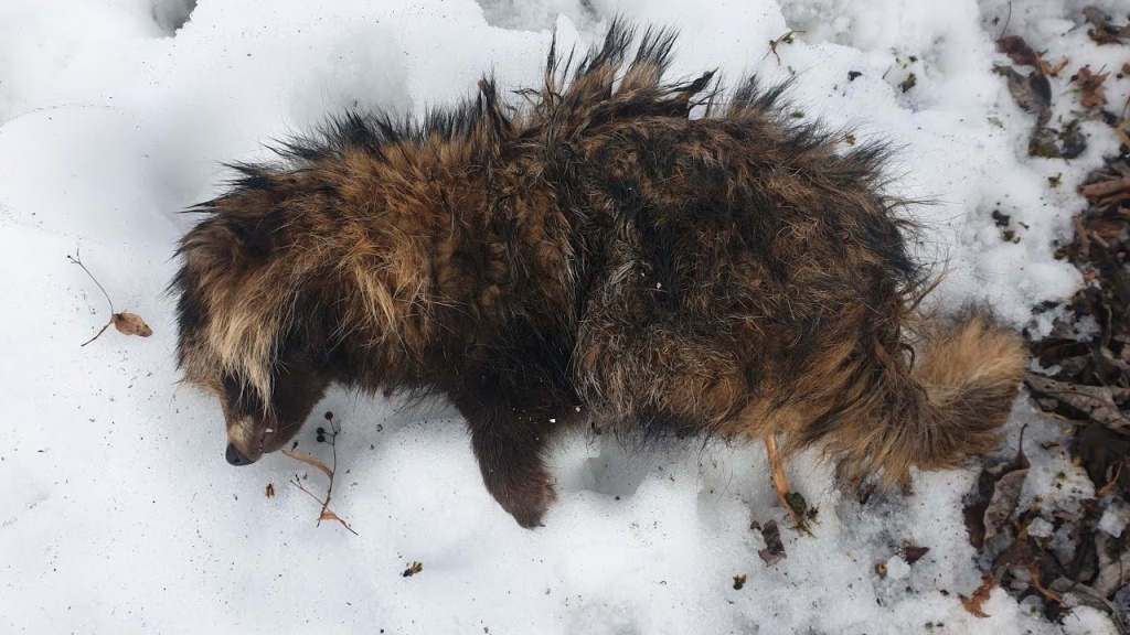 В Тверской области под Торжком найдена бешеная енотовидная собака