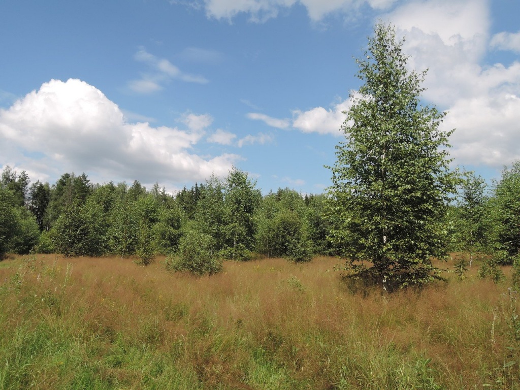 В Тверской области 156 гектар сельхозугодий заросли лесом