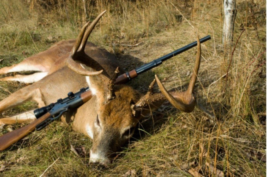 В Твери будут судить браконьеров, убивших незаконно 5 кабанов и 4 оленя