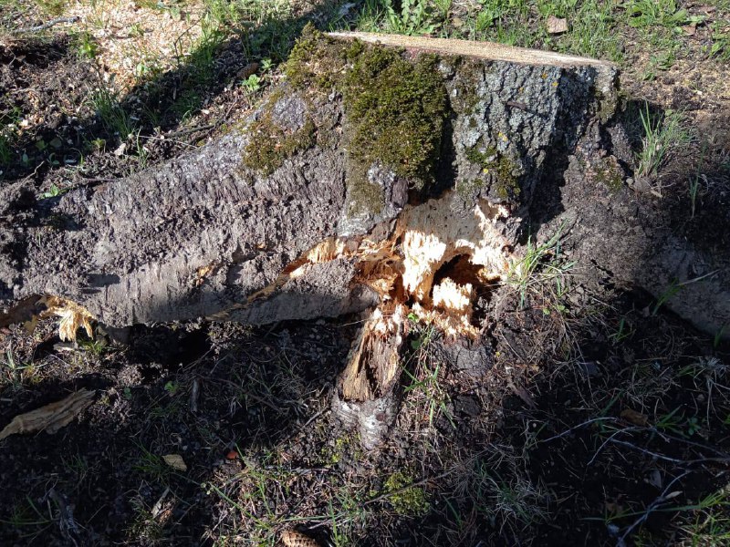 В Тверской области получила травму 7-летняя девочка, на которую упало дерево