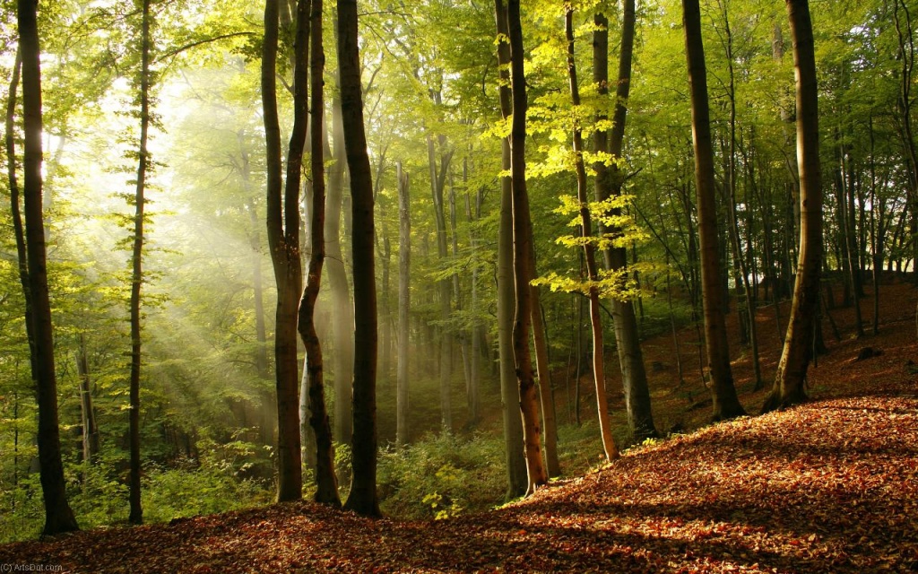 В Тверской области лесной фонд расширился на 54,1 тыс. га за четыре года