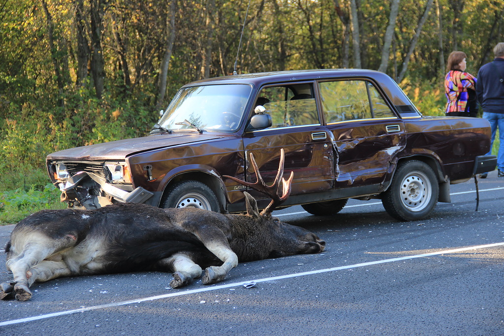 В Тверской области водителей предупреждают, что началась сезонная миграция лосей