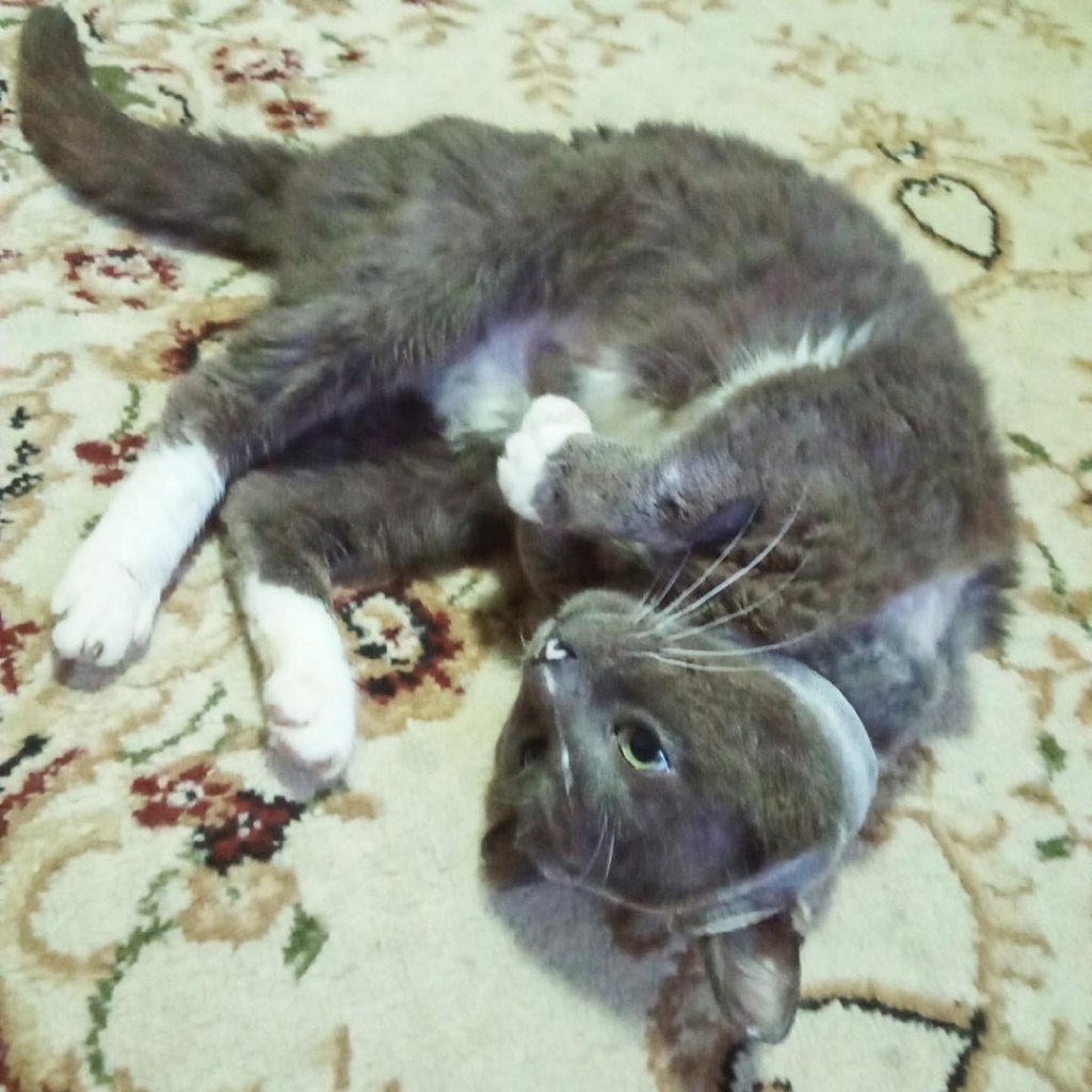 В Твери зоозащитники спасли кота с огромной раной