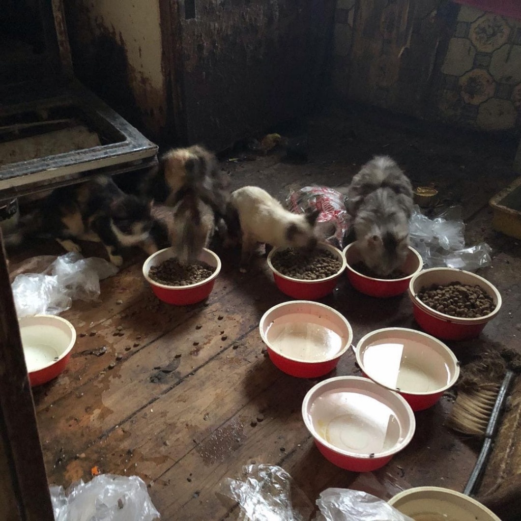 В Твери зоозащитники рассказали о судьбе узников «концлагеря для кошек»