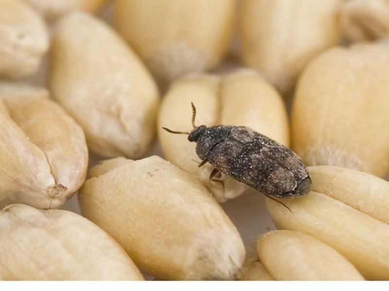 В Тверской области ищут жука, способного съесть запасы нашего зерна