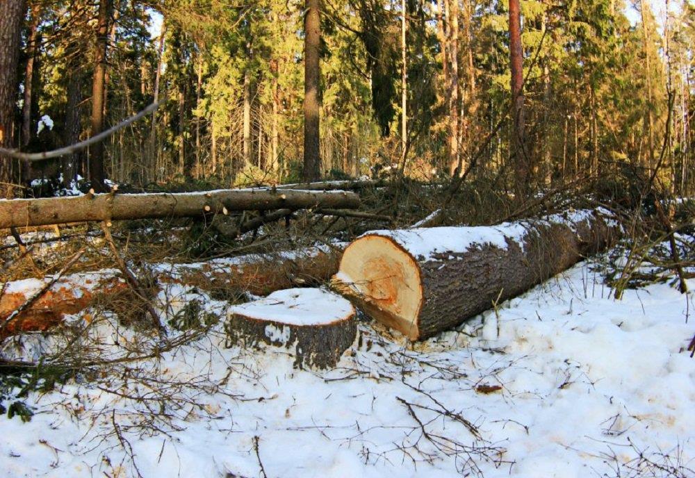 Житель Тверской области незаконно напилил ёлок на два миллиона рублей