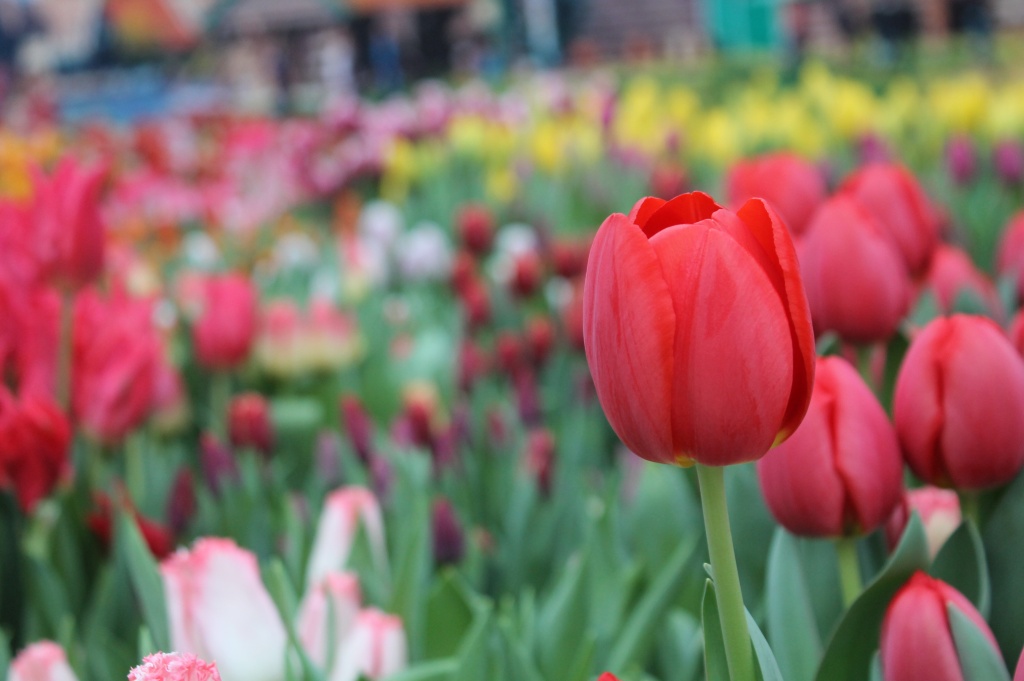 В Твери до 8 марта цветочные лавки будут работать во всех районах города