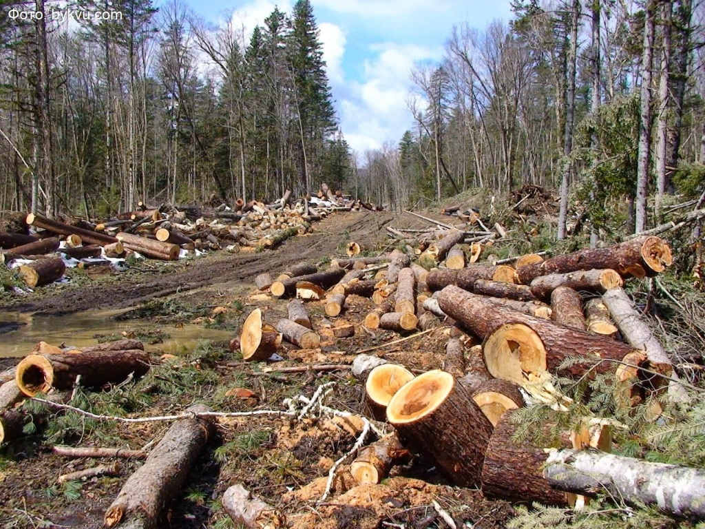 В Тверской области мужчина вырубил лес на 23 миллиона рублей