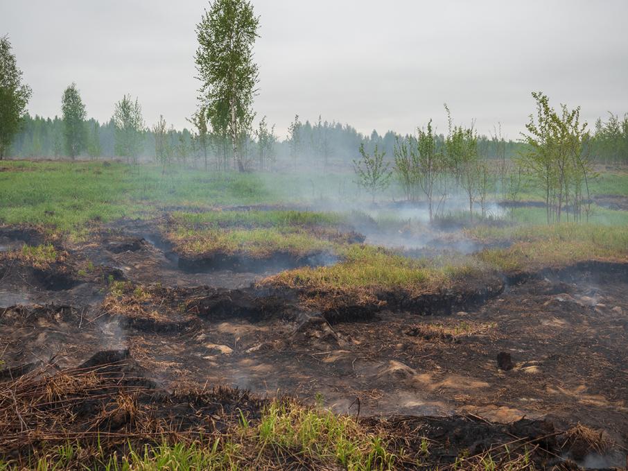 В Тверской области профилактируют лесные пожары – МЧС мониторит торфяники