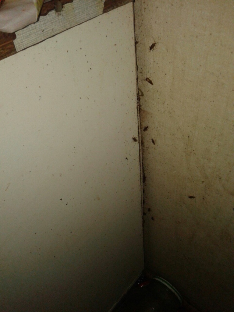 Тараканы - неприятные соседи в асоциальных семьях