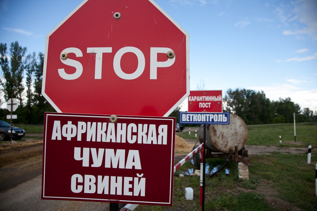 Тверской области снова угрожает вирус африканской чумы свиней