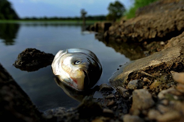 В Тверской области МУП оштрафуют за гибель рыбы в реке от сбросов канализационных вод