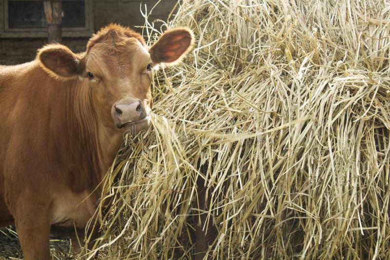 В Тверской области для скота заготовили 17,3 тыс. тонн сена и еще больше силоса