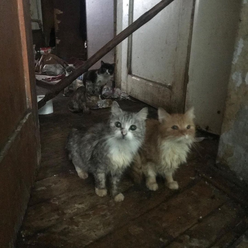 В Твери зоозащитники рассказали о судьбе узников «концлагеря для кошек»