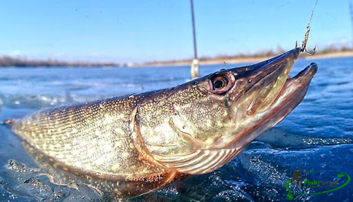 В Тверской области выловили 70 кг рыбы на чемпионате рыбаков