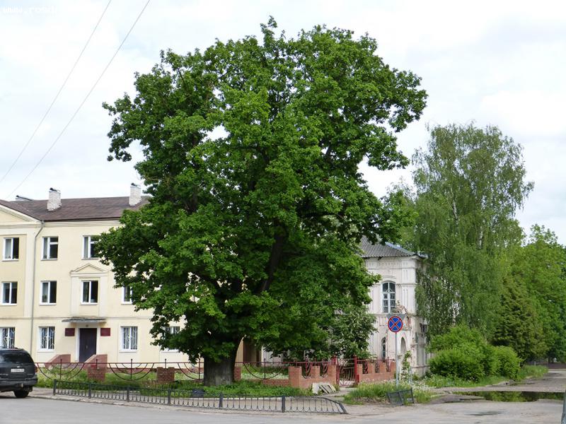 Жители Тверской области смогут получить деньги за оригинальное фото дерева