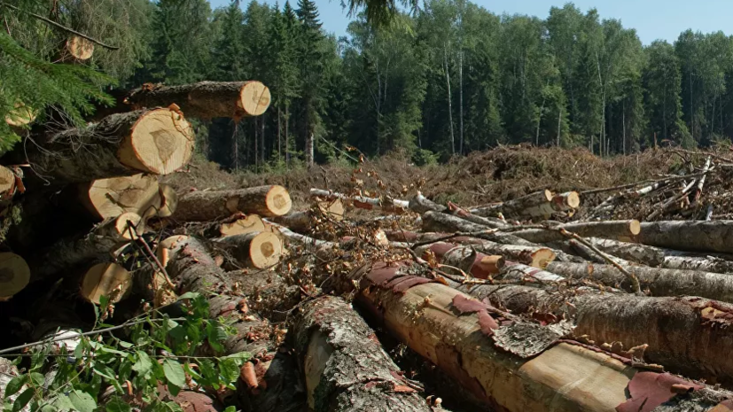 В Тверской области три ивановца украли 770 кубов древесины на 1 млн рублей
