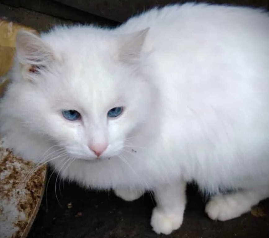 В Твери зоозащитники пытаются найти виновника гибели кота Тишки 