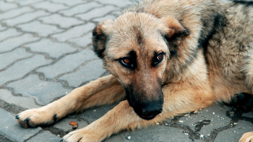 В Тверской области будут чипировать бездомных животных