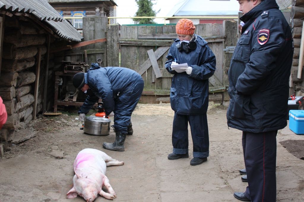 На границе с Тверской областью вновь зарегистрирована африканская чума свиней