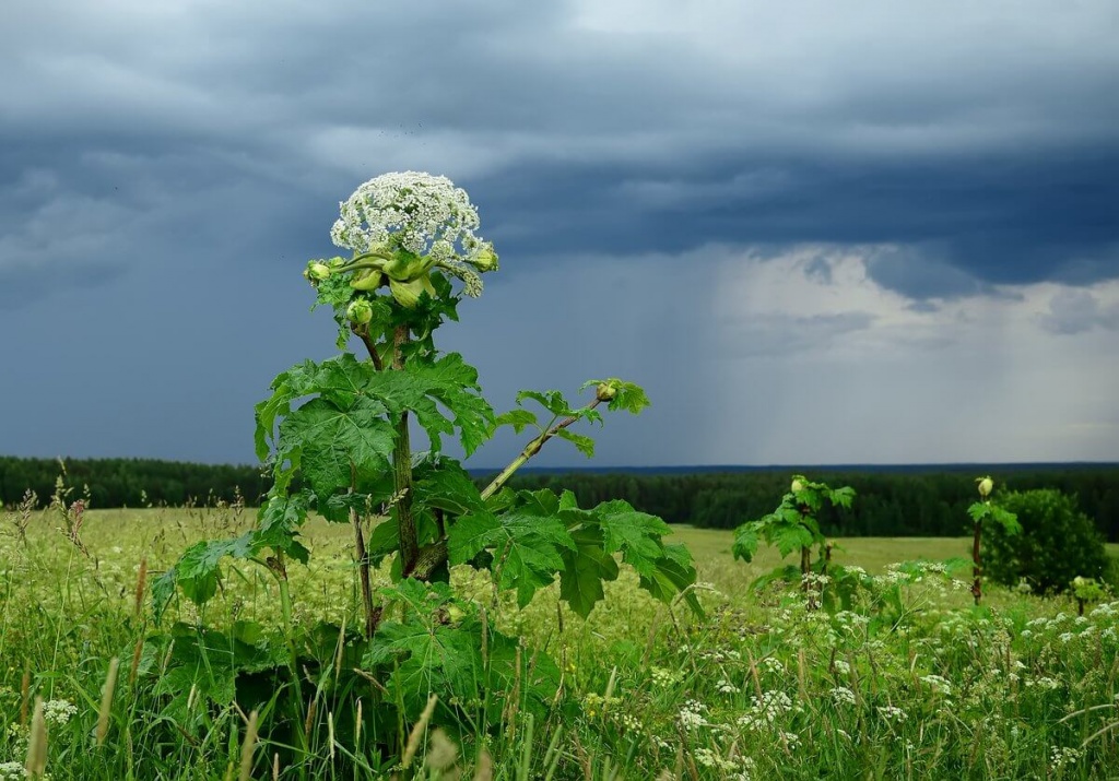 В Тверской области 11 гектаров земли освободили от борщевика
