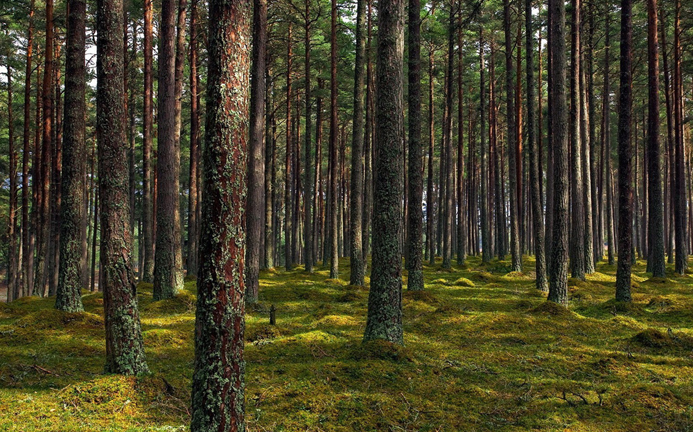 В Тверской области площадь лесфонда достигла 58% от той, что занимает весь субъект
