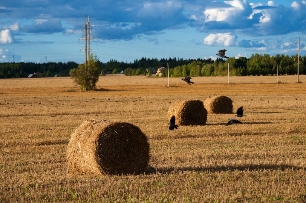 В Тверской области осталось убрать 2% сельскохозяйственных культур