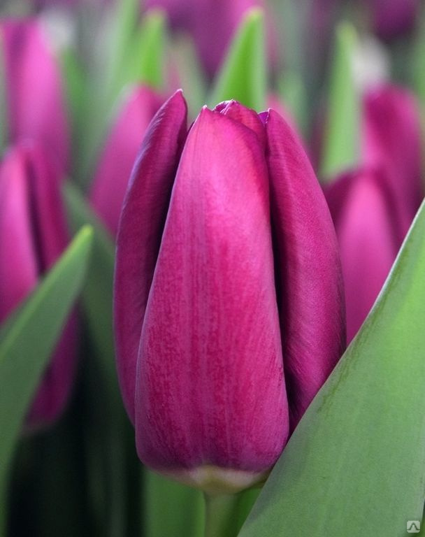 Тверь укроют цветочным ковром из 88 тысяч тюльпанов