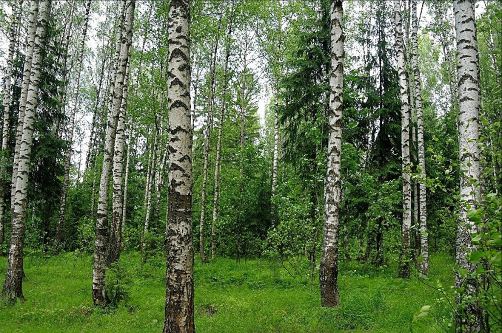 В Тверской области лесов станет больше на 1100 гектар