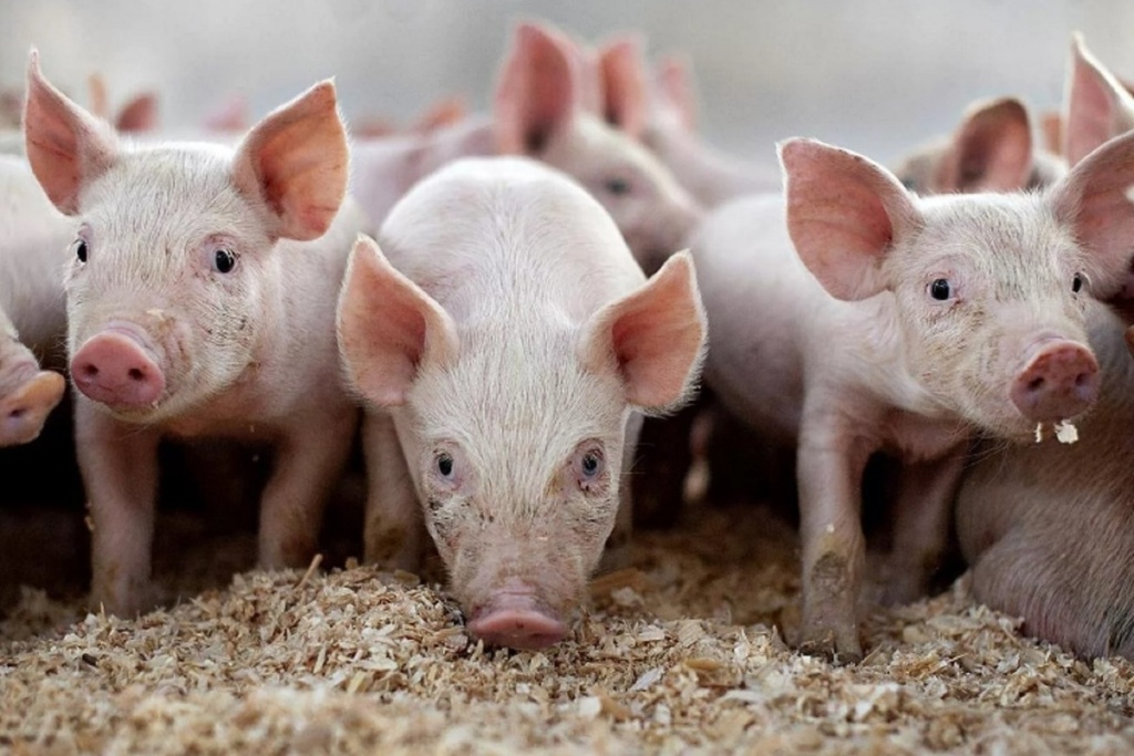 Продаваемые в Тверской области свиньи и кролики по документам еще не родились