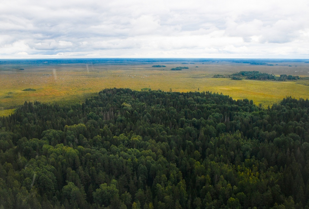 В Тверской области в лесной фонд переведут более 2,5 тысяч гектаров