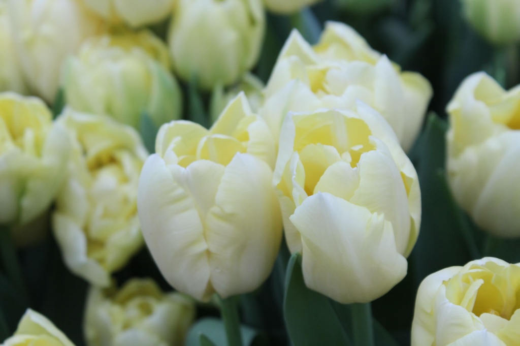 В Твери на весенней выставке представят 100 тысяч тюльпанов