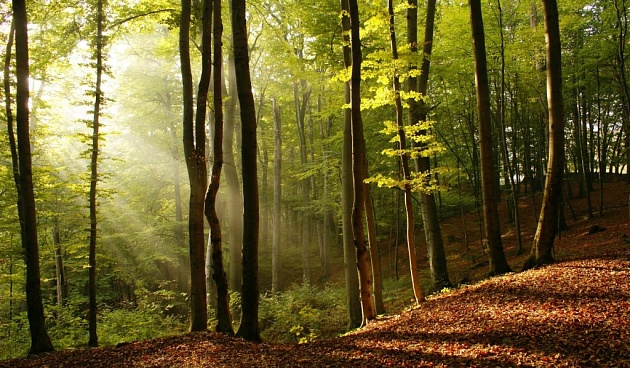 В Тверской области лесной фонд расширился на 54,1 тыс. га за четыре года